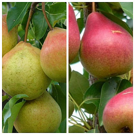 Дерево-сад (2-3х летка) груша 2 сорта Осенняя Яковлева-Северянка краснощекая