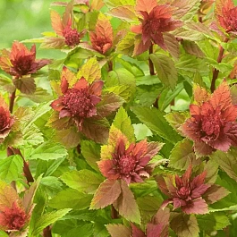 Спирея японская Sparkling Champagne