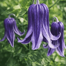 Клематис Fascination