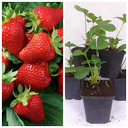 Земляника садовая Мурано НАБОР 5ШТ