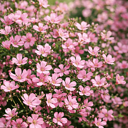 Гипсофила ползучая Rosea