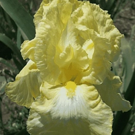 Ирис германский Buttered Popcorn