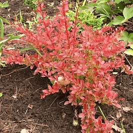Барбарис Тунберга Orange Dream