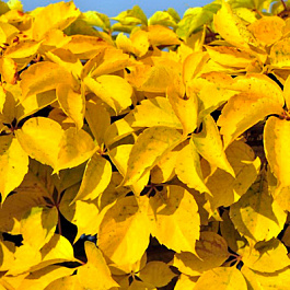 Виноград пятилисточковый Йеллоу Волл