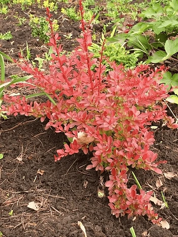 Барбарис Тунберга Orange Dream