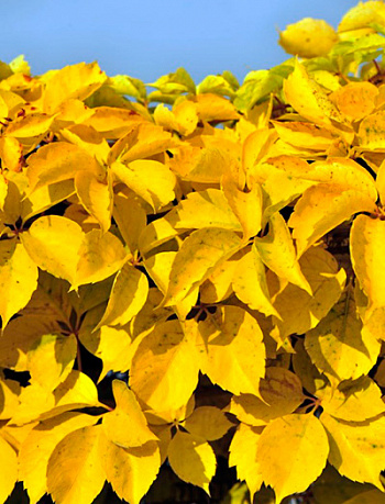 Виноград пятилисточковый Йеллоу Волл