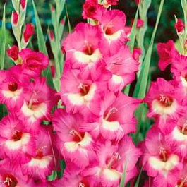 Гладиолус Бамбино Новара
