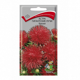 Астра Гигантские лучи Красная