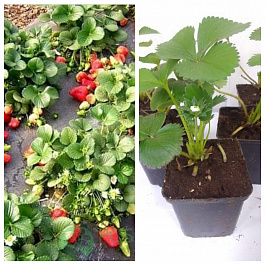 Земляника садовая Елизавета 2 НАБОР 5ШТ