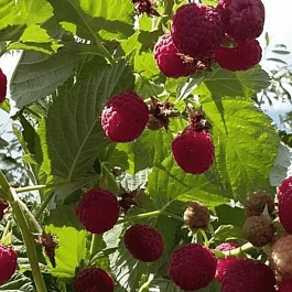 Малина обыкновенная Таруса