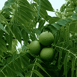 Орех черный Бисентенниал