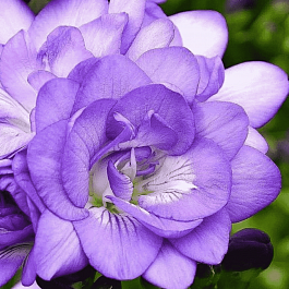 Фрезия Double Blue