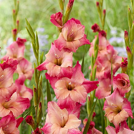 Гладиолус крупноцветковый Эприкот Баблгам