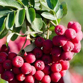 Рябина сладкоплодная Титан