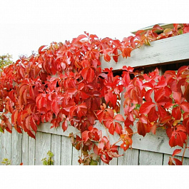 Виноград пятилисточковый Энгельмани Виноград пятилисточковый Энгельмани