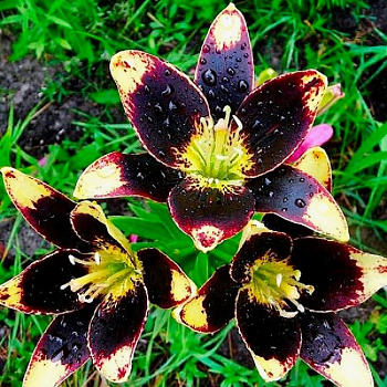 Лилия азиатская Танго Изи Данс