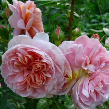 Роза Мейян чайно-гибридная Колет