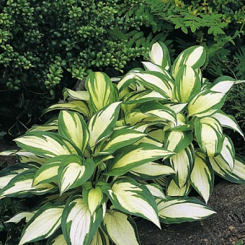 Хоста гибридная Реверсед