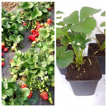 Земляника садовая Елизавета 2 НАБОР 5ШТ