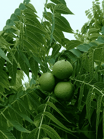 Орех черный Бисентенниал