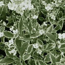 Арабис кавказский Variegata