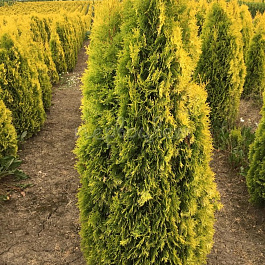Туя западная Голден Смарагд