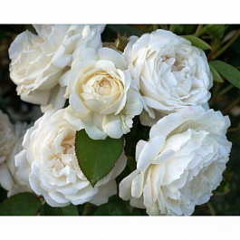 Роза английская парковая Винчестер Кэсидрал