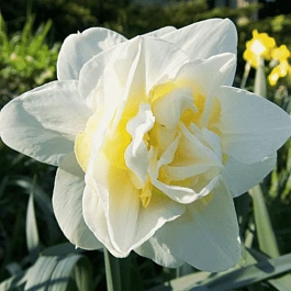 Нарцисс Calgary