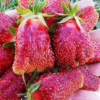 Земклуника Купчиха