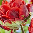 Тюльпан попугайный Rococo