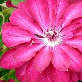 Клематис Red Passion