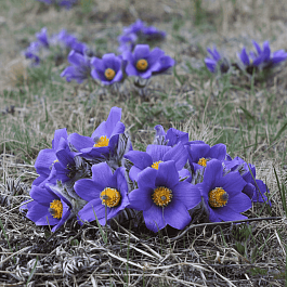 Прострел Турчанинова