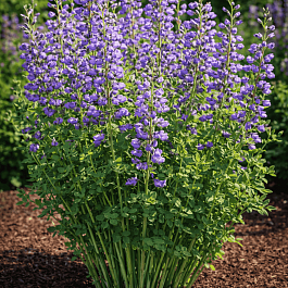 Баптизия Австралийская