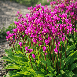 Додекатеон Red Wings