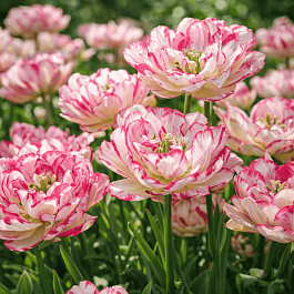 Тюльпан Belicia