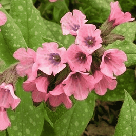 Медуница сахарная  Dora Bielefeld