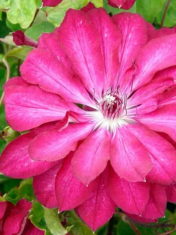 Клематис Red Passion