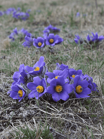 Прострел Турчанинова