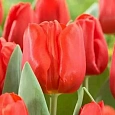 Тюльпан триумф Escape
