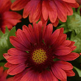 Гайлардия гибридная Mesa Red