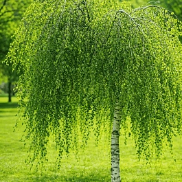 Береза повислая Youngii ТОЛЬКО САМОВЫВОЗ