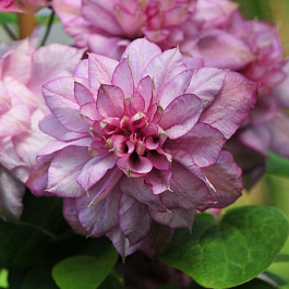 Клематис крупноцветковый Инносент Глэнс