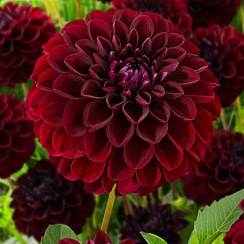 Георгина Шаровидная Джипси Найт Георгина Шаровидная Джипси Найт