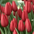 Тюльпан Strong Love