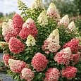 Гортензия метельчатая Fraise Melba