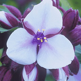 Традесканция гибридная Merlot Clusters