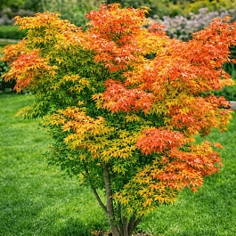 Клен веерный Orange Dream