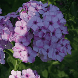 Флокс метельчатый Модница