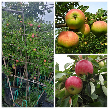 Яблоня пальметта на шпалере 5 лет+ Орловим-Мелба