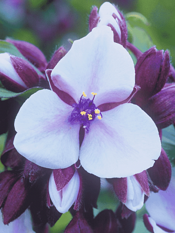 Традесканция гибридная Merlot Clusters